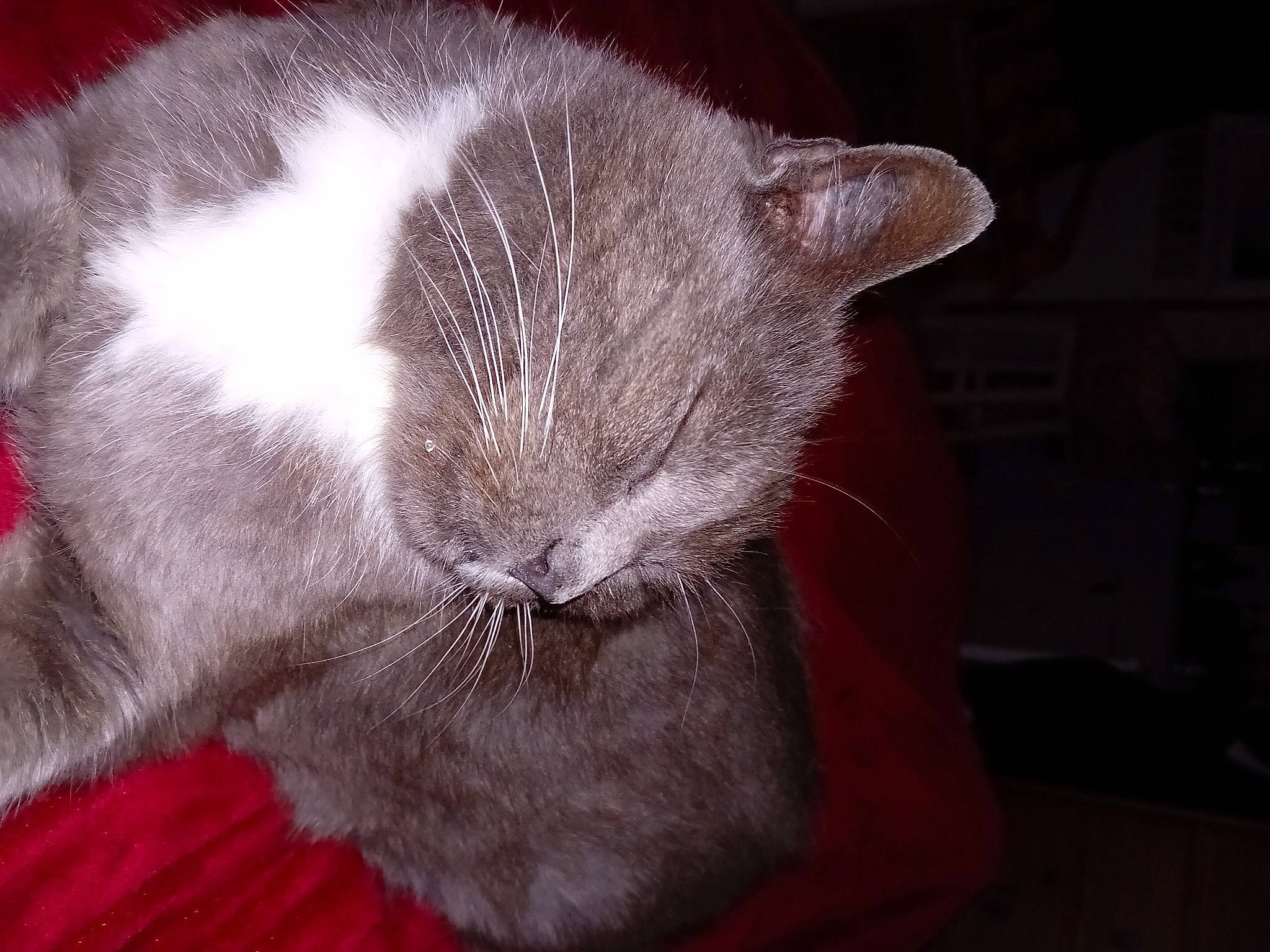 Charles a rejoint le concours — aidez-le/la à gagner de superbes lots ! black_cat, carnivore, cat, cat_supply, chartreux, claw, comfort, domestic_short_haired_cat, ear, fang, felidae, fur, grey, nap, paw, sleep, small_to_medium_sized_cats, snout, tail, whiskers