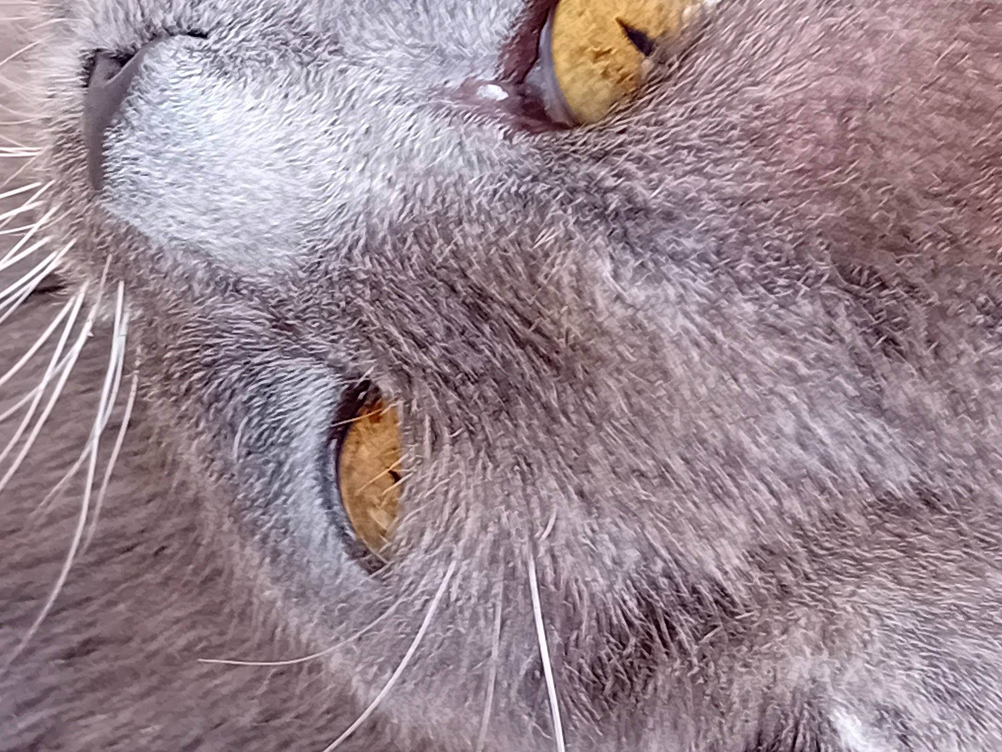 Charles a rejoint le concours — aidez-le/la à gagner de superbes lots ! art, circle, close_up, eyelash, fawn, felidae, freezing, fur, grey, head, livestock, natural_material, paw, small_to_medium_sized_cats, snout, terrestrial_animal, whiskers, wildlife, wood, working_animal