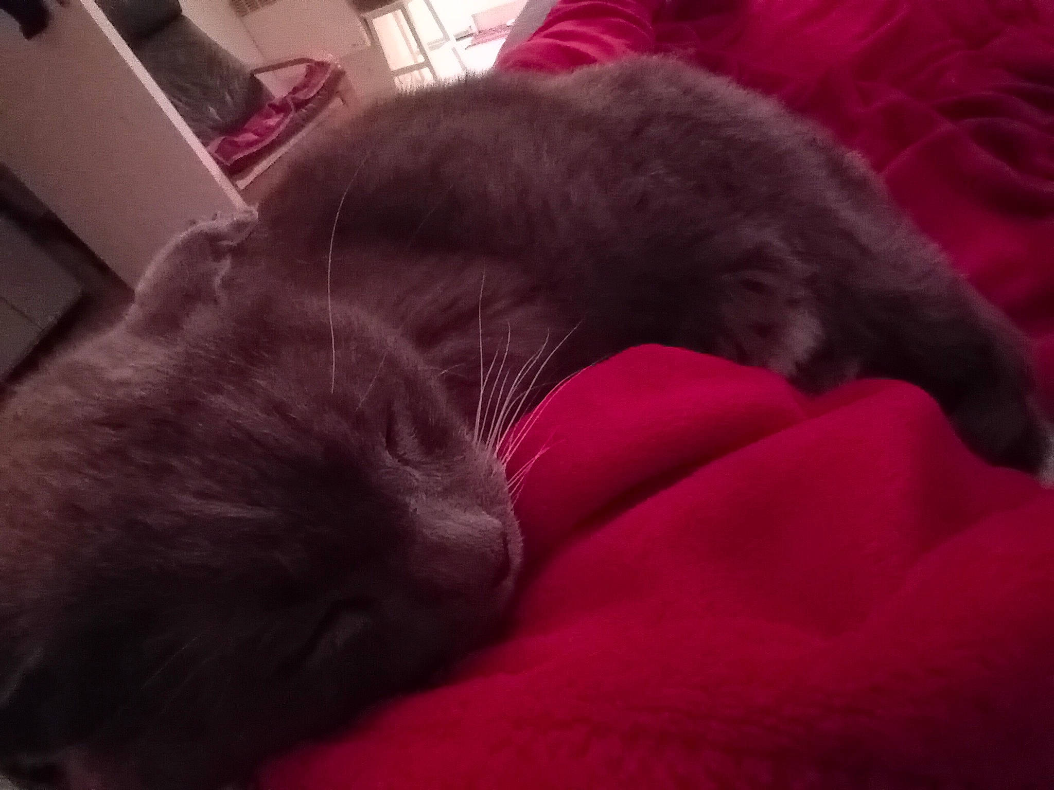 Charles a rejoint le concours — aidez-le/la à gagner de superbes lots ! canidae, carnivore, cat, comfort, companion_dog, dog_breed, domestic_short_haired_cat, felidae, fur, grey, liver, magenta, nap, pink, red, small_to_medium_sized_cats, snout, sporting_group, tail, whiskers