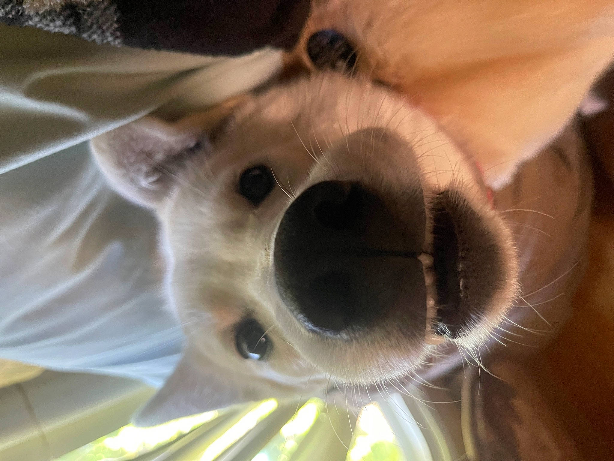 Winter joined the competition — help win amazing prizes! canidae, carnivore, close_up, companion_dog, dog, dog_breed, ear, fang, fawn, felidae, fur, japanese_spitz, small_to_medium_sized_cats, snout, sporting_group, toy_dog, whiskers, wildlife, working_animal