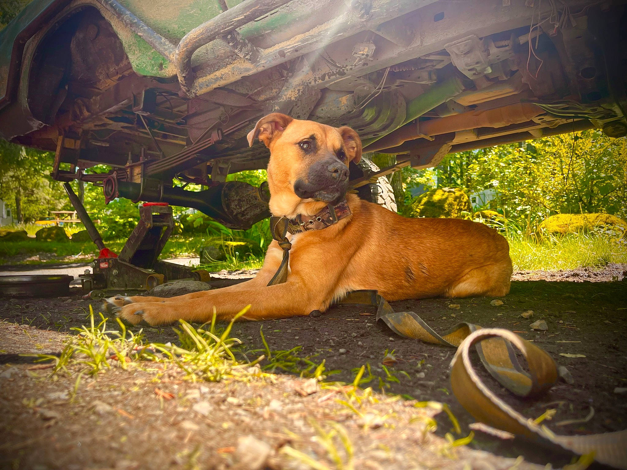 Knox is registered to the contest to win money with this photo: canidae, carnivore, chair, collar, companion_dog, dog, dog_breed, dog_collar, dog_supply, fawn, grass, landscape, pet_supply, plant, snout, sporting_group, tail, terrestrial_animal, wildlife, working_animal