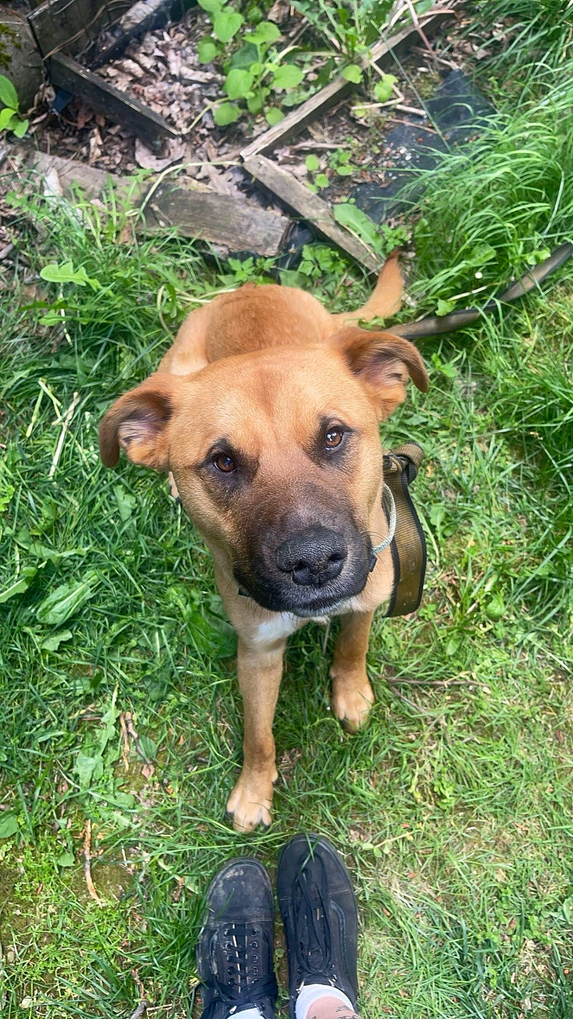 Knox joined the competition — help win amazing prizes! ancient_dog_breeds, bag, canidae, carnivore, companion_dog, dog, dog_breed, fawn, grass, grassland, groundcover, guard_dog, luggage_and_bags, molosser, non_sporting_group, plant, sporting_group, terrestrial_animal, working_animal, working_dog