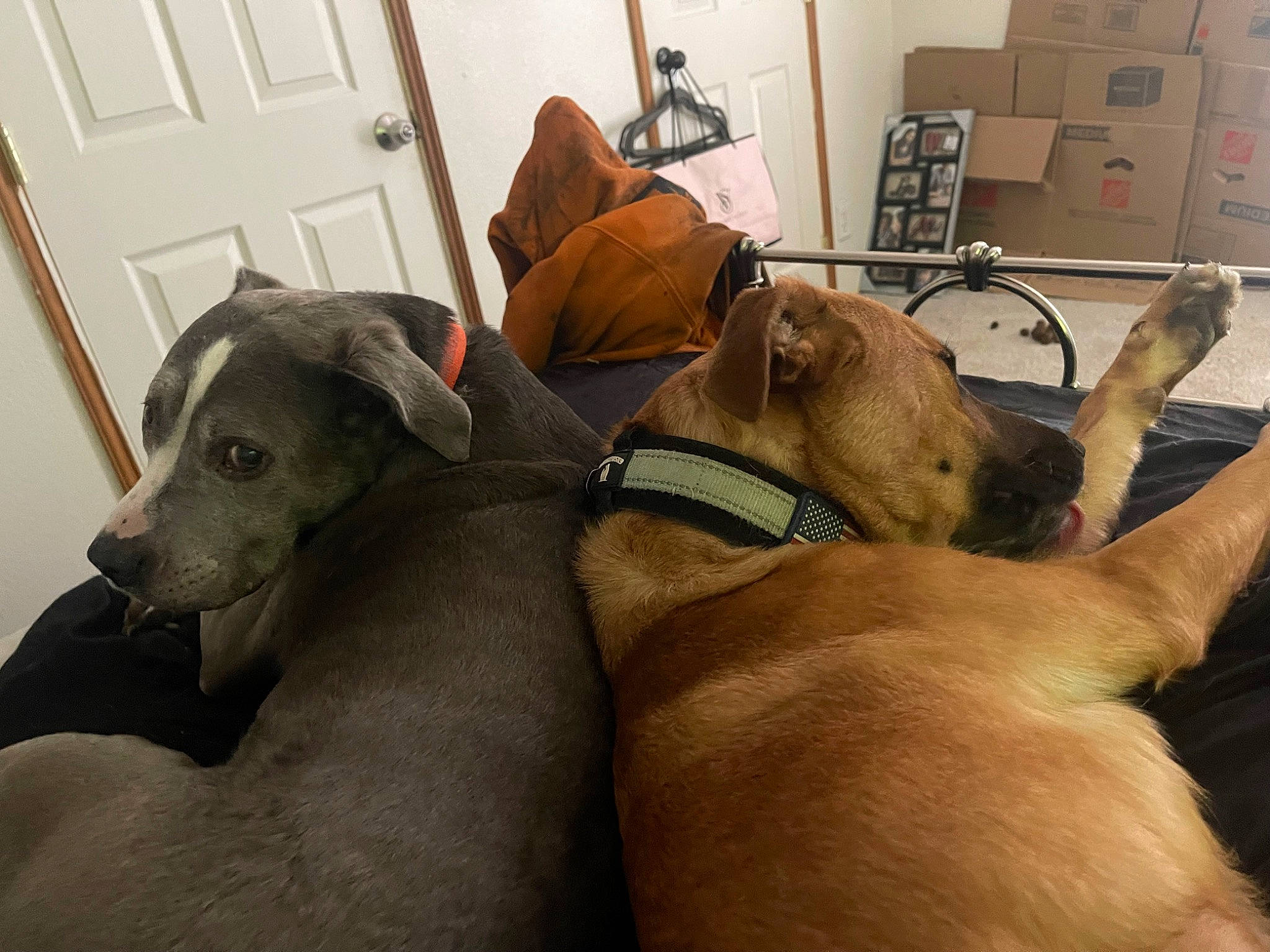 Knox joined the competition — help win amazing prizes! canidae, carnivore, collar, comfort, companion_dog, dog, dog_breed, dog_collar, dog_supply, door, fawn, liver, magyar_agar, pet_supply, room, sighthound, snout, sporting_group, whiskers, working_animal