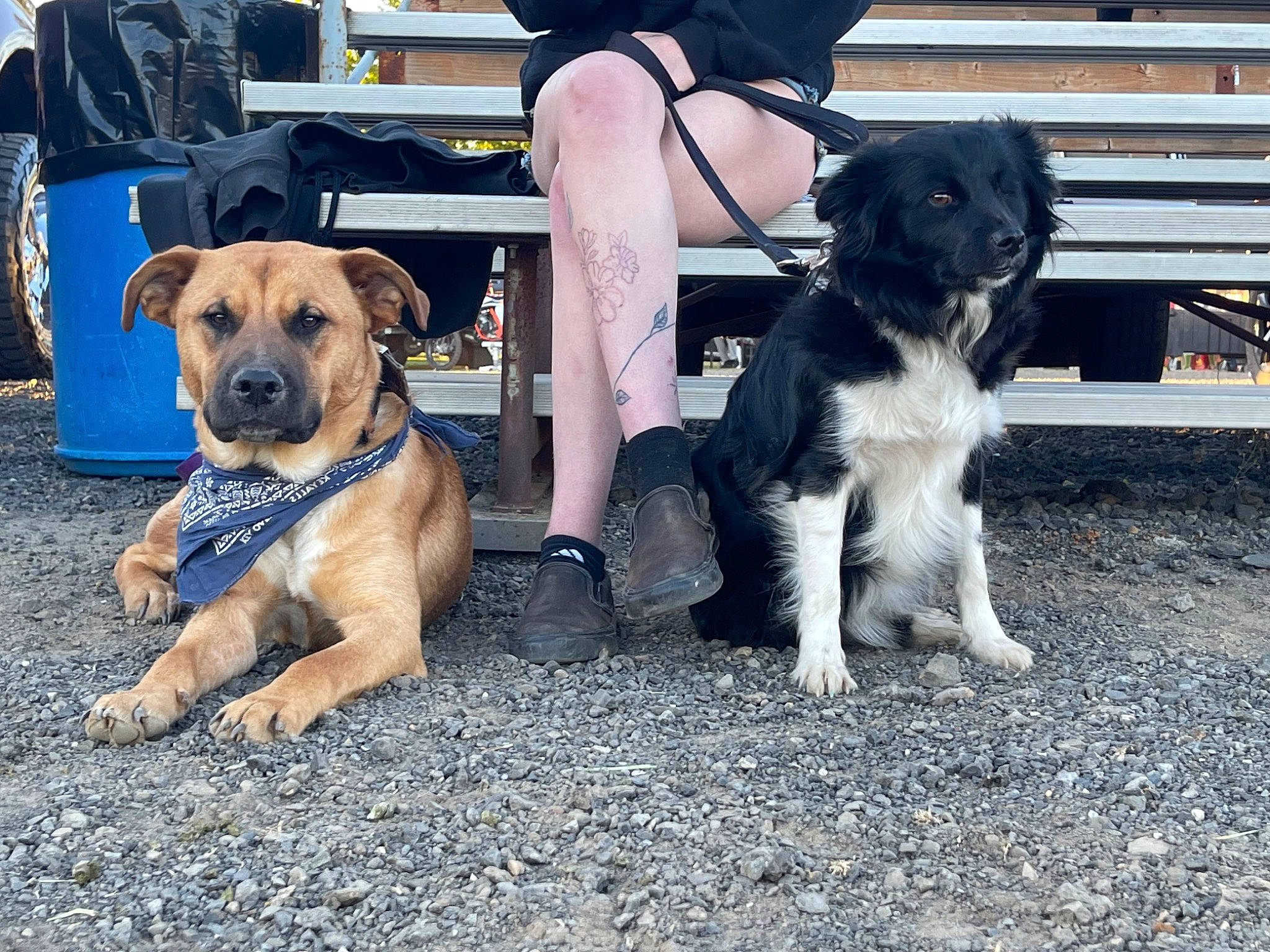 Knox joined the competition — help win amazing prizes! canidae, carnivore, chair, collar, companion_dog, dog, dog_breed, dog_collar, fawn, fur, human_leg, leash, plant, snout, sporting_group, thigh, working_animal, working_dog