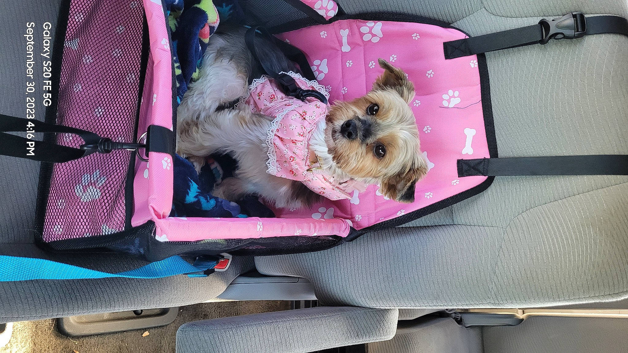 Tinkerbell is registered to the contest to win money with this photo: bag, canidae, carnivore, collar, companion_dog, dog, dog_breed, dog_clothes, dog_supply, fawn, fur, pet_supply, pink, small_terrier, sporting_group, terrier, toy, toy_dog, working_animal, yorkipoo