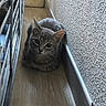 Babou a rejoint le concours — aidez-le/la à gagner de superbes lots ! cat, kitten, gray_cat, furry, pet, animal, portrait, sitting, indoors, balcony, corridor, narrow_space, railing, wall, wood_floor, textured_wall, ears, whiskers, cute, looking_at_camera