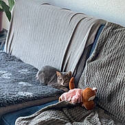 Babou a rejoint le concours — aidez-le/la à gagner de superbes lots ! cat, gray_cat, pet, animal, couch, sofa, blanket, cushion, plush_toy, stuffed_animal, indoor, home, living_room, houseplant, cozy, crouching, sitting, looking_at_camera, textured_fabric, portrait