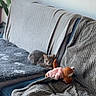 cat, gray_cat, pet, animal, couch, sofa, blanket, cushion, plush_toy, stuffed_animal, indoor, home, living_room, houseplant, cozy, crouching, sitting, looking_at_camera, textured_fabric, portrait