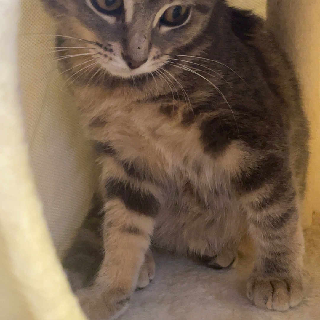 Babou