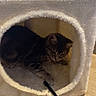 cat, tabby_cat, pet, animal, feline, cat_tree, scratching_post, cubby, plush, fur, whiskers, ears, indoors, home, wooden_floor, toy, wand_toy, resting, curious, cozy