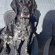 Romy a rejoint le concours — aidez-le/la à gagner de superbes lots ! dog, canine, black_and_white, speckled_fur, sitting, portrait, outdoor, patio, chair, wicker_furniture, privacy_screen, sunlight, shadows, serious_expression, floppy_ears, short_fur, pet, animal, photography, home_decor