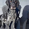 dog, canine, black_and_white, speckled_fur, sitting, portrait, outdoor, patio, chair, wicker_furniture, privacy_screen, sunlight, shadows, serious_expression, floppy_ears, short_fur, pet, animal, photography, home_decor