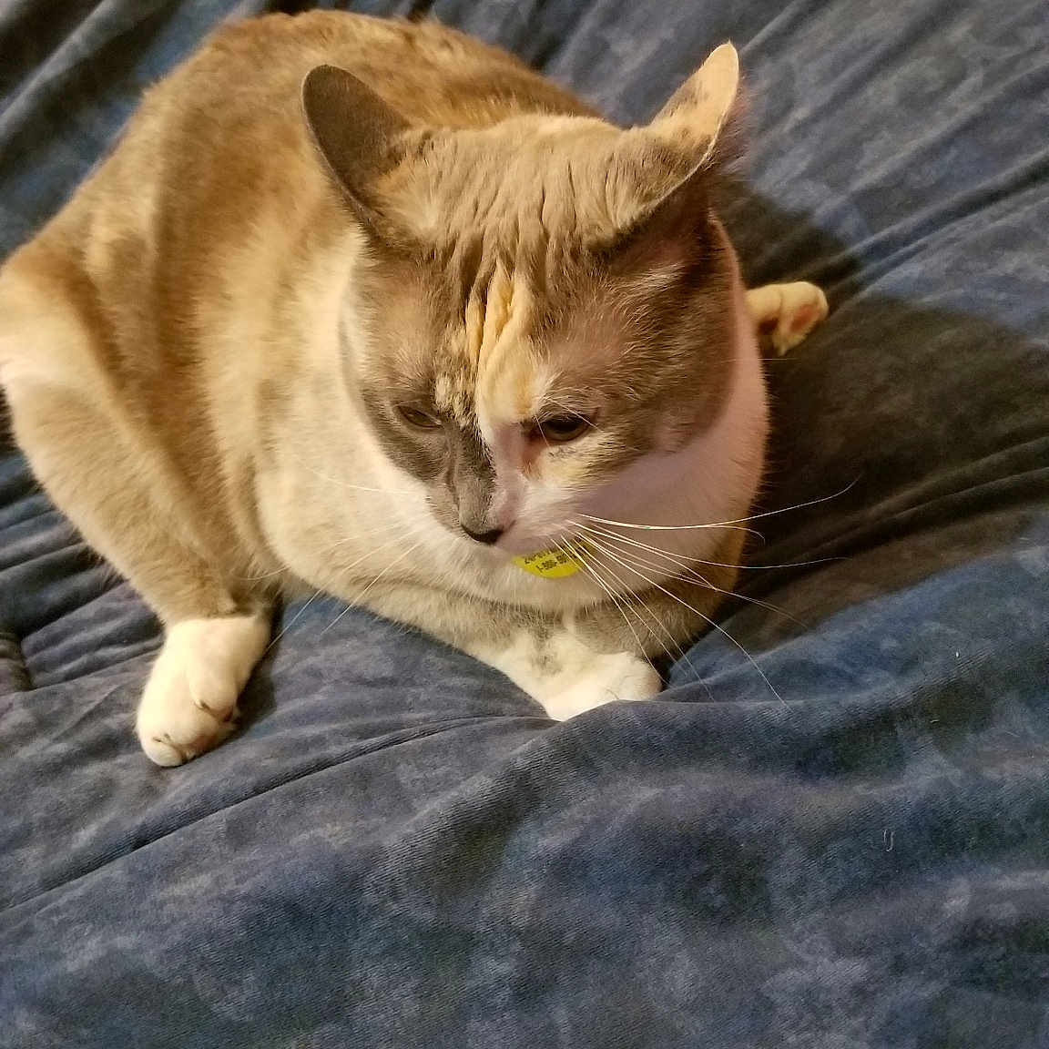 Dora D The Destroyer is registered to the contest to win money with this photo: aegean_cat, carnivore, cat, domestic_short_haired_cat, european_shorthair, fawn, felidae, kitten, mammal, small_to_medium_sized_cats, snout, tabby_cat, tail, whiskers