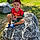 Yanis
