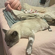 Sushi a rejoint le concours — aidez-le/la à gagner de superbes lots ! cat, bed, blanket, plush_toy, soft_fabric, relaxed, indoor, feline, resting, cozy, sleepy, fur, whiskers, paws, quiet, comfort, home, pet, animal, nap