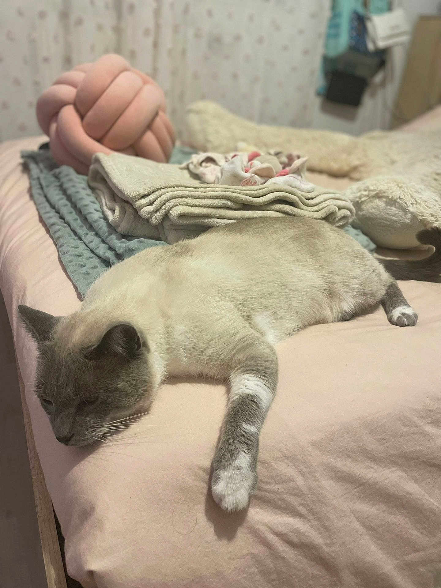 Sushi a rejoint le concours — aidez-le/la à gagner de superbes lots ! cat, bed, blanket, plush_toy, soft_fabric, relaxed, indoor, feline, resting, cozy, sleepy, fur, whiskers, paws, quiet, comfort, home, pet, animal, nap