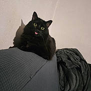 Alpha participe au concours pour gagner de l'argent avec cette photo : black_cat, cat, pet, indoor, feline, curious, tongue_out, fluffy, couch, fabric, shadow, wall, cozy, home, animal, whiskers, ears, yellow_eyes, resting, cute