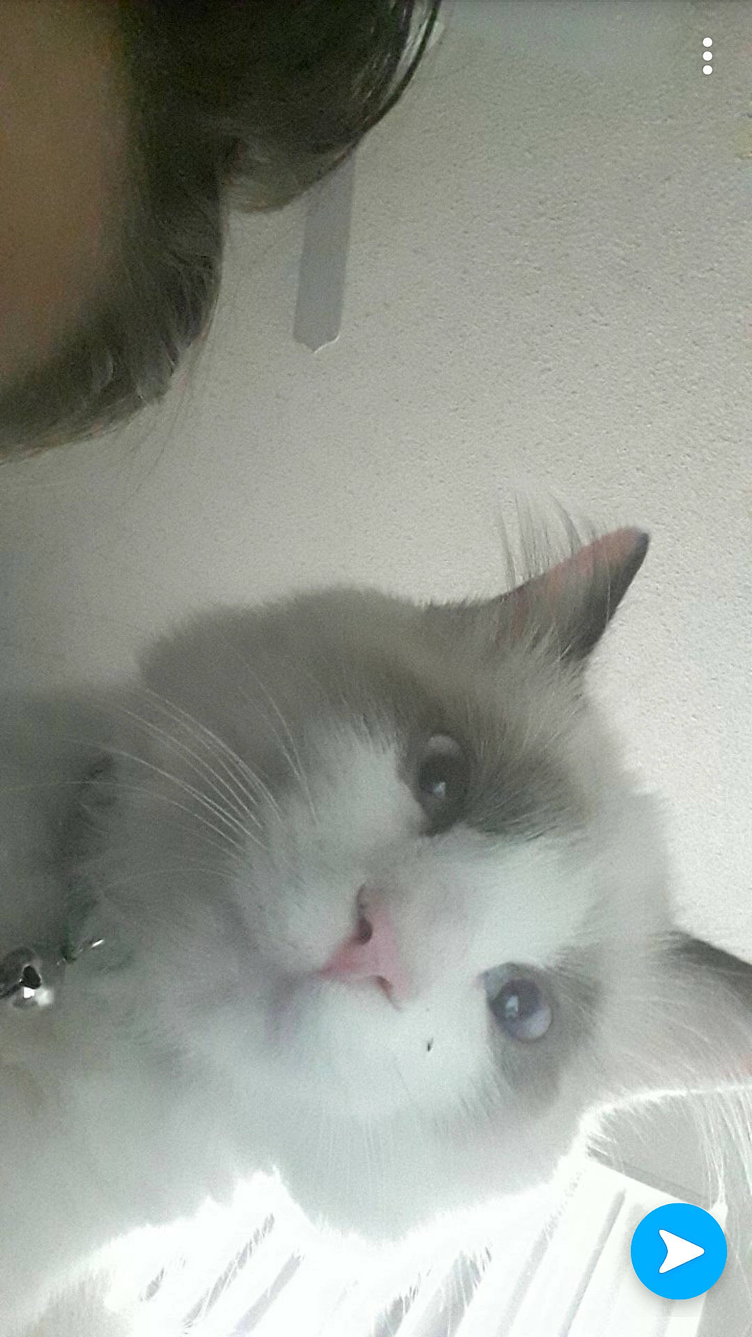 Neeko joined the competition — help win amazing prizes! aegean_cat, carnivoran, cat, cat_like_mammal, domestic_long_haired_cat, domestic_short_haired_cat, eye, face, kitten, norwegian_forest_cat, nose, persian, ragamuffin, ragdoll, skin, small_to_medium_sized_cats, snout, turkish_angora, vertebrate, whiskers