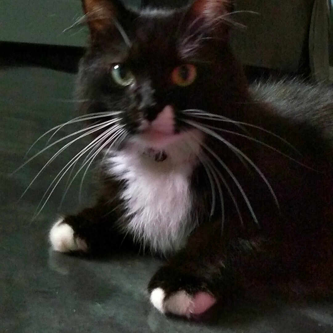 Tri joined the competition — help win amazing prizes! aegean_cat, black_cat, cat, cat_like_mammal, domestic_short_haired_cat, fur, kitten, small_to_medium_sized_cats, snout, whiskers