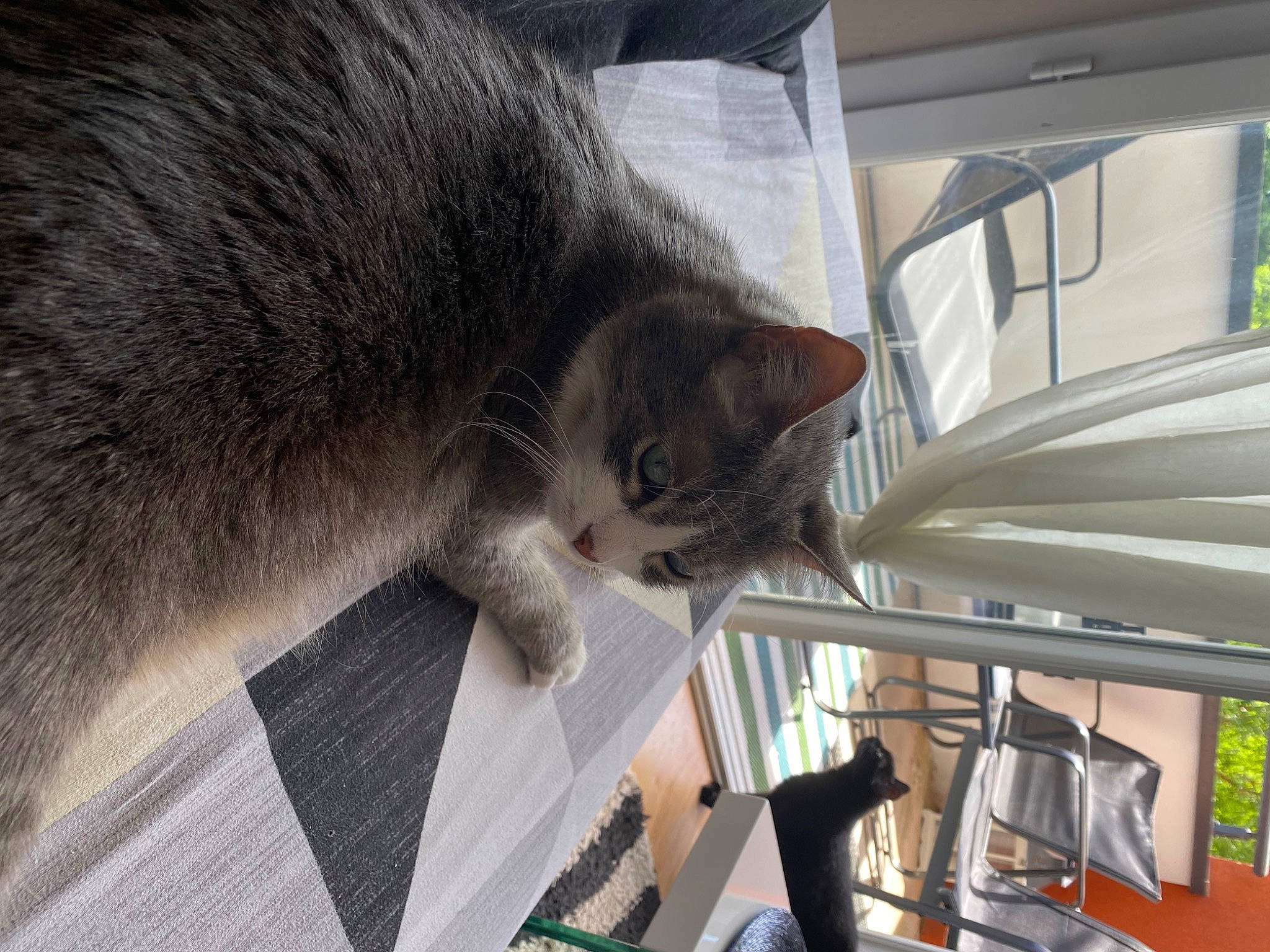 Spoke a rejoint le concours — aidez-le/la à gagner de superbes lots ! building, carnivore, cat, chartreux, comfort, domestic_short_haired_cat, felidae, fur, grey, nap, plant, small_to_medium_sized_cats, tail, whiskers, window
