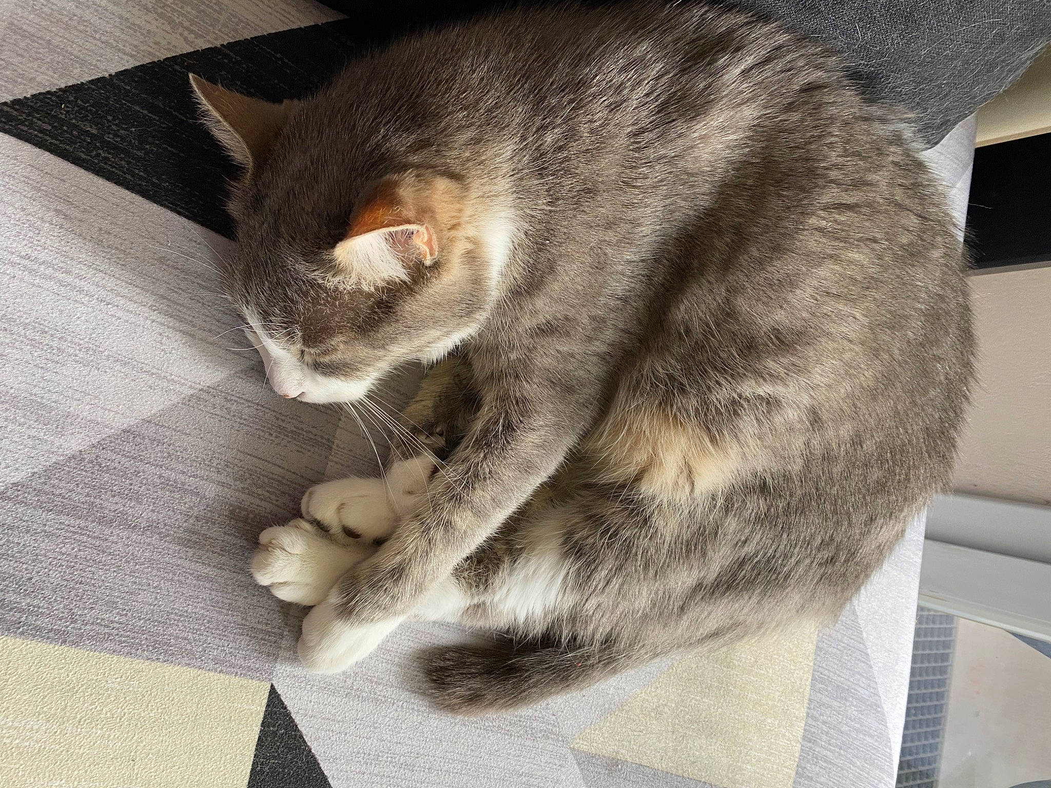 Spoke participe au concours pour gagner de l'argent avec cette photo : carnivore, cat, claw, comfort, domestic_short_haired_cat, eye, felidae, fur, grey, metal, nap, paw, sitting, sleep, small_to_medium_sized_cats, snout, square, tail, whiskers, wood