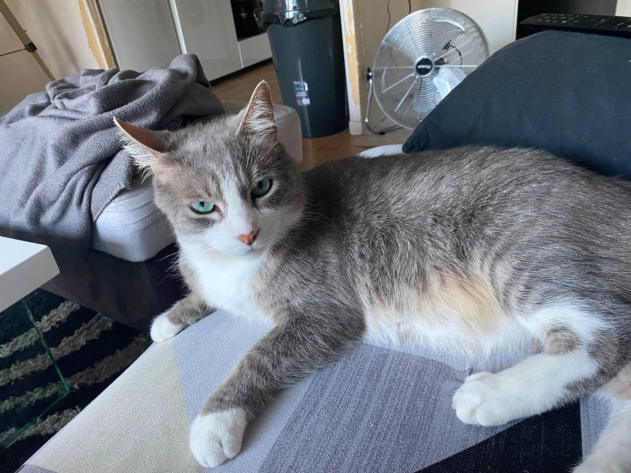 Spoke participe au concours pour gagner de l'argent avec cette photo : box, carnivore, cat, claw, comfort, couch, domestic_short_haired_cat, felidae, fur, grey, home_appliance, paw, room, small_to_medium_sized_cats, tail, whiskers