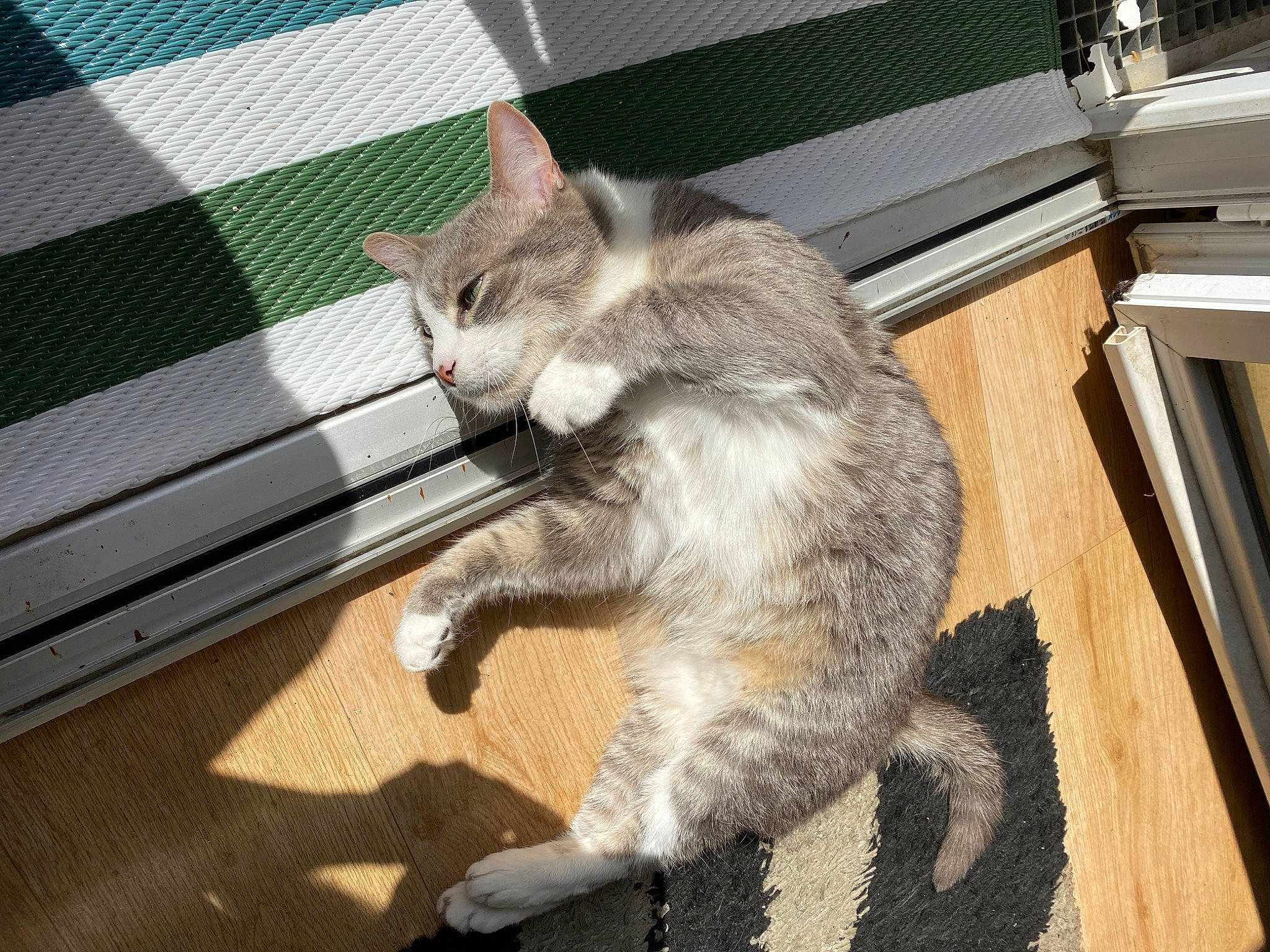 Spoke a rejoint le concours — aidez-le/la à gagner de superbes lots ! carnivore, cat, claw, comfort, domestic_short_haired_cat, fawn, felidae, flooring, fur, grey, hardwood, paw, small_to_medium_sized_cats, snout, tail, terrestrial_animal, whiskers, wood