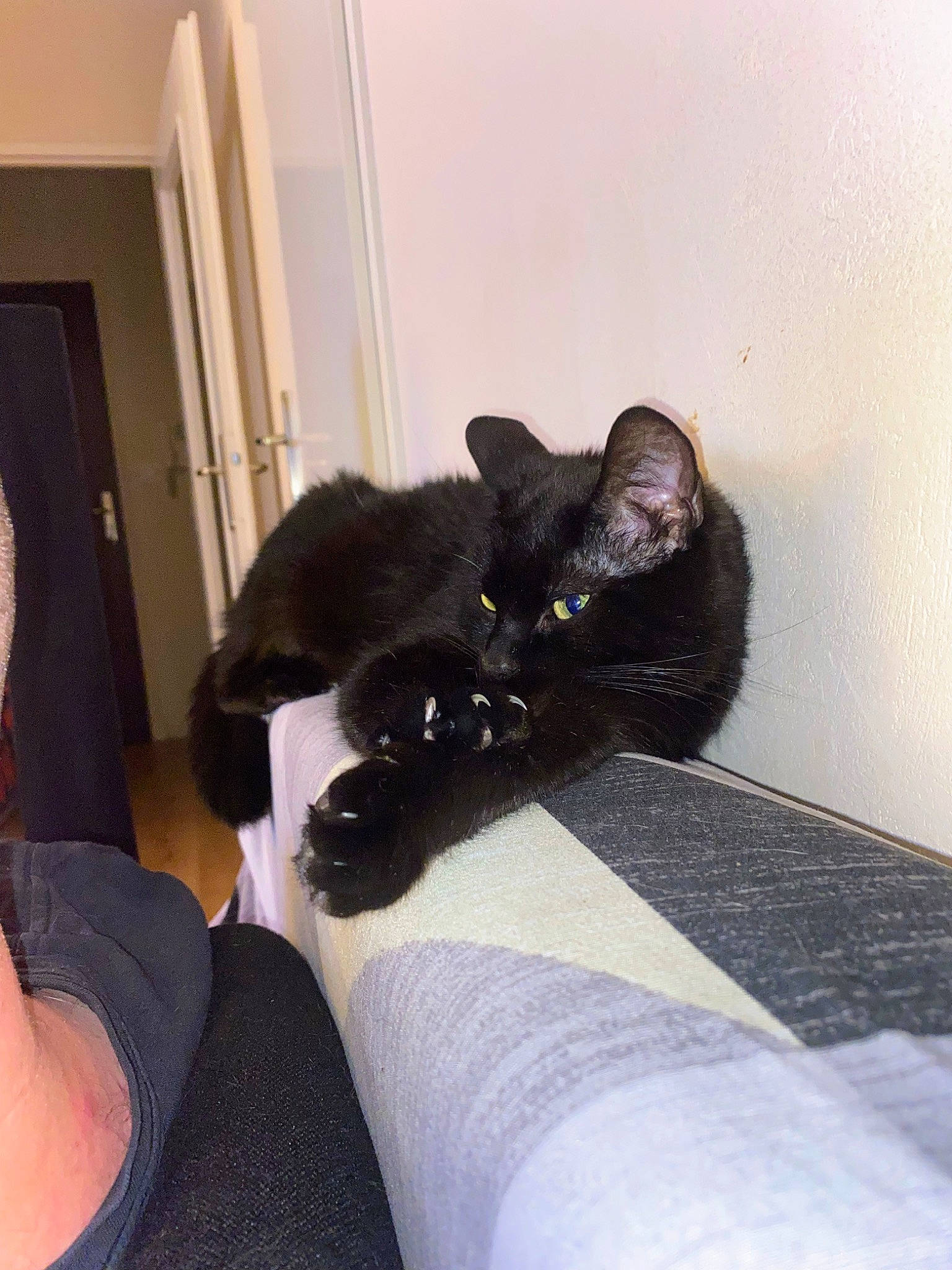 Arya a rejoint le concours — aidez-le/la à gagner de superbes lots ! black_cat, bombay, carnivore, cat, comfort, domestic_short_haired_cat, door, felidae, floor, flooring, fur, hardwood, human_leg, lap, small_to_medium_sized_cats, snout, tail, thigh, vertebrate, whiskers