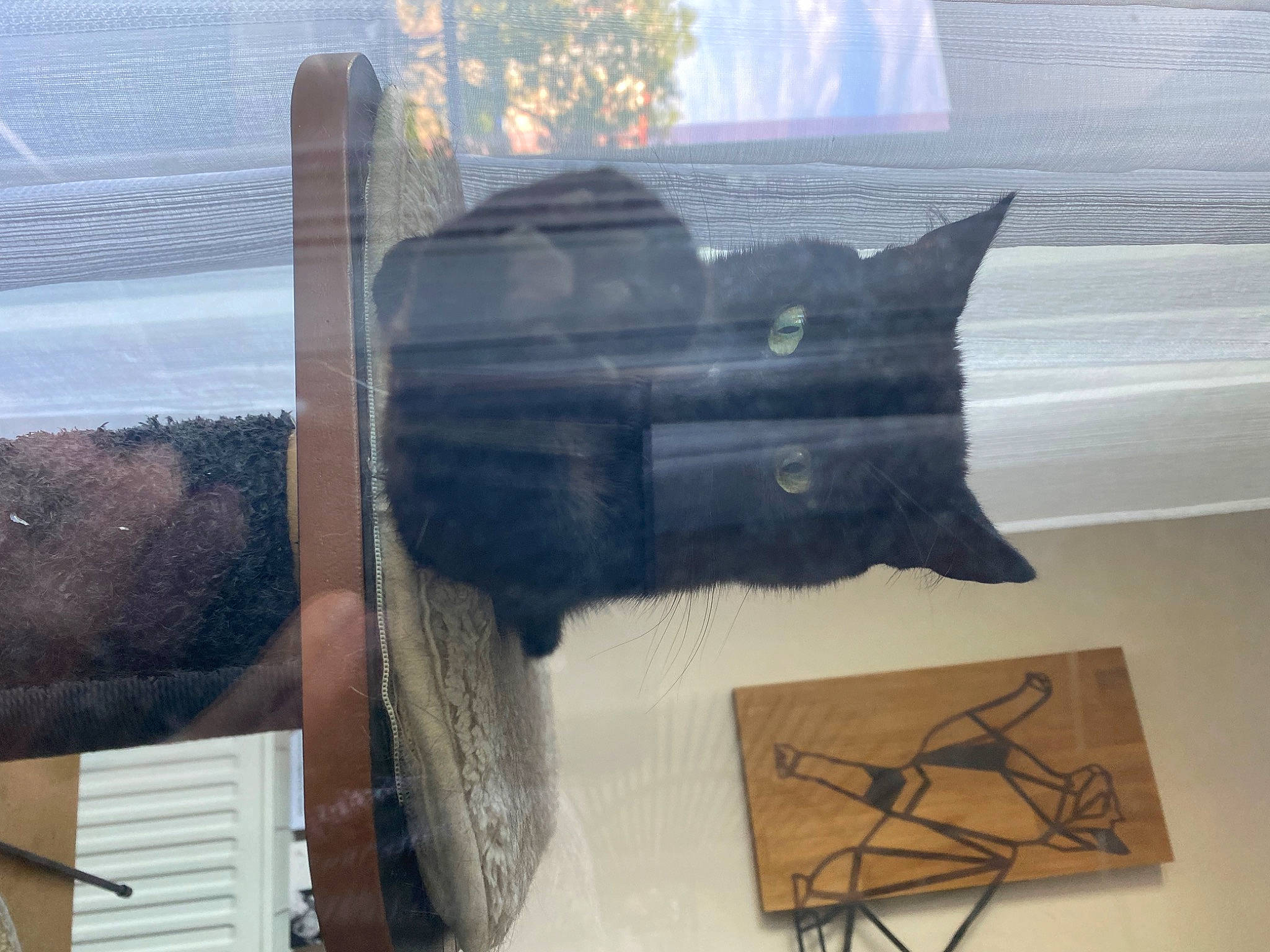 Arya participe au concours pour gagner de l'argent avec cette photo : art, cat, felidae, fur, metal, plant, small_to_medium_sized_cats, tail, tree, visual_arts, whiskers, window, winter, wood