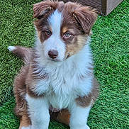Baiko participe au concours pour gagner de l'argent avec cette photo : puppy, dog, brown_fur, white_fur, grass, outdoor, pet, fluffy, cute, young_dog, ears, sitting, nose, tail, wood, deck, nature, animal, fur, portrait