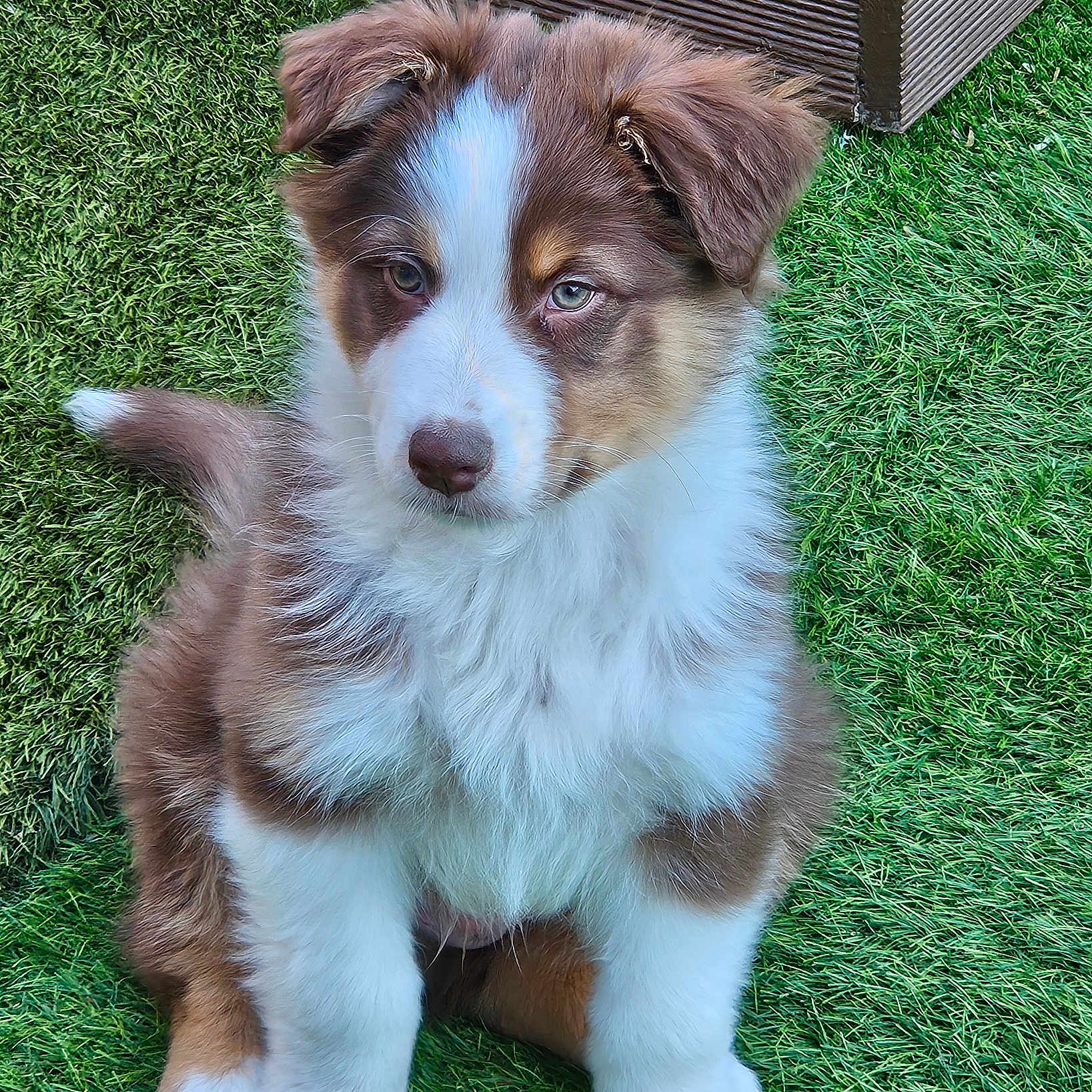 Baiko participe au concours pour gagner de l'argent avec cette photo : puppy, dog, brown_fur, white_fur, grass, outdoor, pet, fluffy, cute, young_dog, ears, sitting, nose, tail, wood, deck, nature, animal, fur, portrait