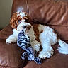 puppy, dog, toy, plush_toy, brown_leather_couch, curly_fur, indoor, pet, cute, relaxed, animal, white_fur, brown_fur, young_dog, lying_down, snuggly, playful, cozy, domestic, companion