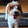 dog, curly_fur, tongue_out, indoor, wooden_floor, rug, pet, animal, cute, happy, brown_and_white, small_dog, companion, domestic, friendly, looking_up, fluffy, curly_hair, standing, floor