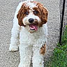 dog, curly_hair, white_and_brown, sidewalk, grass, pet, happy, tongue_out, outdoor, canine, animal, furry, friendly, playful, walking_path, nature, companion, cute, summer, daylight