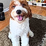 Milo joined the competition — help win amazing prizes! dog, puppy, curly_fur, brown_and_white, happy, smiling, indoor, carpet, rug, plush_toys, wood_floor, pet, cute, tongue_out, sitting, toy_storage, home, cozy, fur, animal