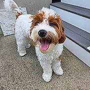 Milo is registered to the contest to win money with this photo: animal, brown_fur, canine, concrete, curly_tail, cute, daylight, dog, fluffy, friendly, fur, happy, outdoor, pet, playful, smiling, stairs, standing, tongue_out, white_fur