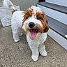 dog, happy, smiling, curly_tail, fluffy, white_fur, brown_fur, outdoor, concrete, stairs, pet, animal, tongue_out, playful, cute, canine, fur, standing, daylight, friendly