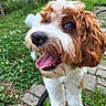 dog, puppy, outdoor, grass, stone_path, happy, tongue_out, curly_fur, brown_and_white, pet, animal, nature, close_up, cute, playful, smiling, fur, canine, summer, garden