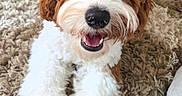 Milo joined the competition — help win amazing prizes! adorable, animal, brown_and_white, canine, carpet, close_up, curly_fur, cute, dog, fluffy, friendly, fur, happy, indoor, looking_up, lying_down, pet, playful, puppy, smiling
