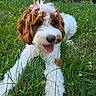 dog, puppy, grass, outdoor, happy, tongue_out, pet, fur, brown, white, nature, playful, cute, animal, lawn, summer, garden, canine, closeup, friendly