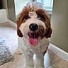 Milo is registered to the contest to win money with this photo: dog, puppy, tongue_out, happy, indoor, tile_floor, window, blinds, fur, curly_fur, pet, canine, smiling, brown_and_white, cute, fluffy, companion, domestic_animal, looking_up, playful