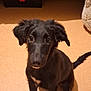 puppy, dog, black_dog, indoor, floor, bed, pet, canine, young_dog, animal, sitting, ears, looking_up, cute, fur, tail, domestic_animal, companion, attention, household
