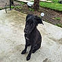 dog, wet, black_dog, sitting, concrete_floor, outdoor, garden, grass, palm_tree, plant, water, animal, pet, young_dog, curious, ears, snout, paw, backyard, nature