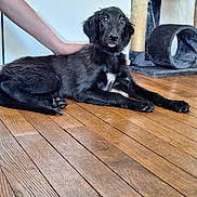 Ava participe au concours pour gagner de l'argent avec cette photo : dog, puppy, black_dog, wooden_floor, pet, indoor, scratching_post, cat_tunnel, human_arm, collar, white_marking, floor, fur, animal, pet_care, hand, alert, lying_down, domestic, closeup