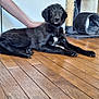 dog, puppy, black_dog, wooden_floor, pet, indoor, scratching_post, cat_tunnel, human_arm, collar, white_marking, floor, fur, animal, pet_care, hand, alert, lying_down, domestic, closeup