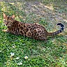 Ami Ruby a rejoint le concours — aidez-le/la à gagner de superbes lots ! animal, bengal_cat, cat, curious, daisy, daylight, ears, feline, grass, greenery, ground, laying_down, mammal, nature, outdoor, pet, spotted_coat, sunlight, tail, whiskers