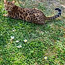 Ami Ruby a rejoint le concours — aidez-le/la à gagner de superbes lots ! animal, bengal_cat, cat, curious, daisy, daylight, ears, eyes, feline, grass, greenery, mammal, nature, outdoor, pet, relaxing, resting, spotted_coat, sunlight, tail