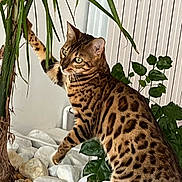 Ami Ruby a rejoint le concours — aidez-le/la à gagner de superbes lots ! animal, bengal_cat, brown, cat, close_up, curious, domestic_cat, feline, green_leaves, indoor, nature_indoor, orange, paw, pet, plant, spotted, striped, vertical_blinds, whiskers, white_stones