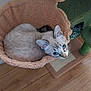 Vaïana a rejoint le concours — aidez-le/la à gagner de superbes lots ! abyssinian, animal, basket, bed, cat, chair, clothing, couch, footwear, furniture, hardwood, homedecor, indoors, kitten, manx, pet, plywood, shoe, siamese, wood