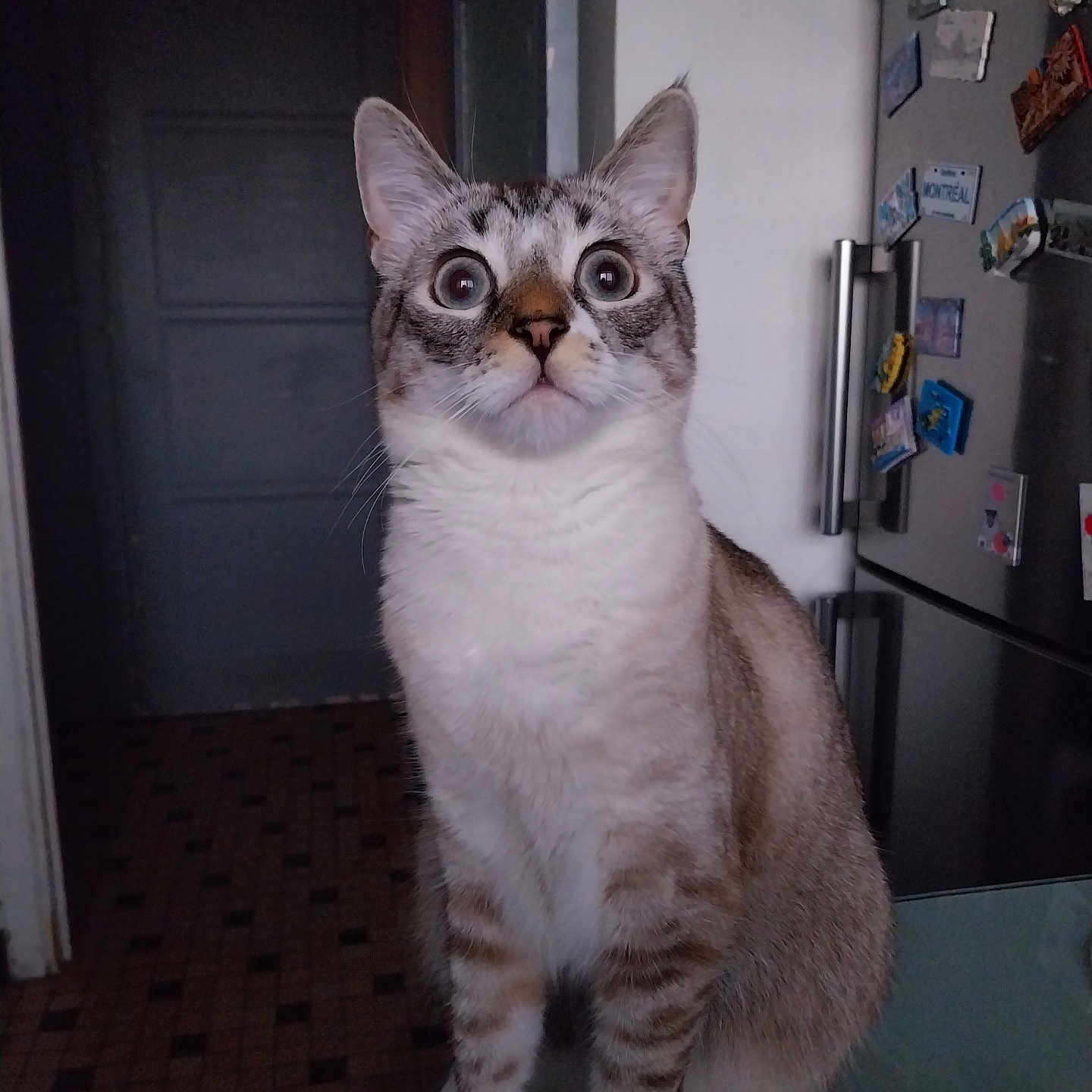 Vaïana participe au concours pour gagner de l'argent avec cette photo : animal, cat, curious, domestic, expression, feline, fridge, fur, home, indoor, kitchen, light, looking_up, magnets, pet, portrait, seated, table, whiskers, wide_eyes